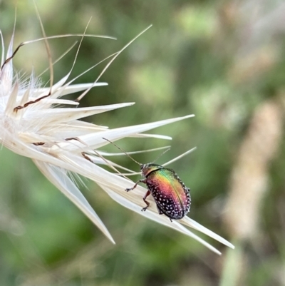 Edusella sp. (genus) (A leaf beetle) at Kambah, ACT - 3 Jan 2022 by NedJohnston