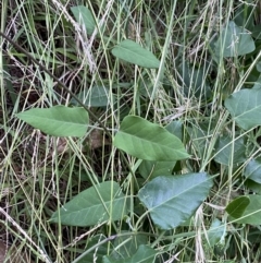 Araujia sericifera (Moth Plant) at Haig Park - 1 Jan 2022 by NedJohnston