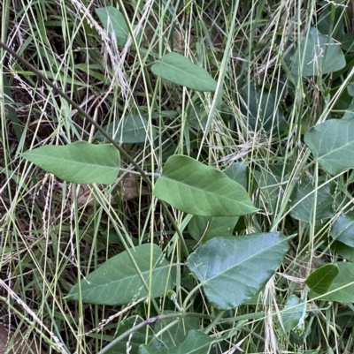 Araujia sericifera (Moth Plant) at Turner, ACT - 1 Jan 2022 by Ned_Johnston