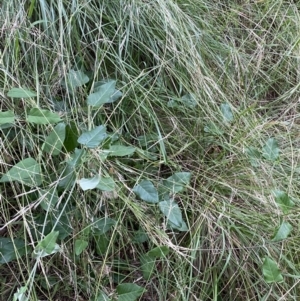 Araujia sericifera at Turner, ACT - 1 Jan 2022