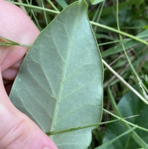 Araujia sericifera at Turner, ACT - 1 Jan 2022