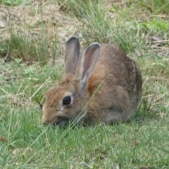 Oryctolagus cuniculus (European Rabbit) at Mount Ainslie to Black Mountain - 19 Jan 2022 by Steve_Bok