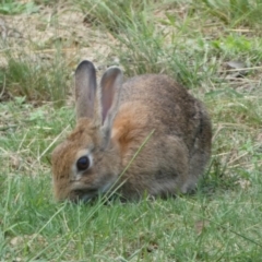 Oryctolagus cuniculus at Parkes, ACT - 19 Jan 2022