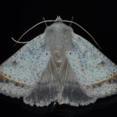 Pantydia capistrata (An Erebid moth) at Ainslie, ACT - 17 Jan 2022 by jb2602