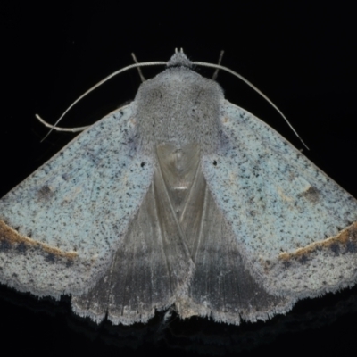 Pantydia capistrata (An Erebid moth) at Ainslie, ACT - 17 Jan 2022 by jb2602