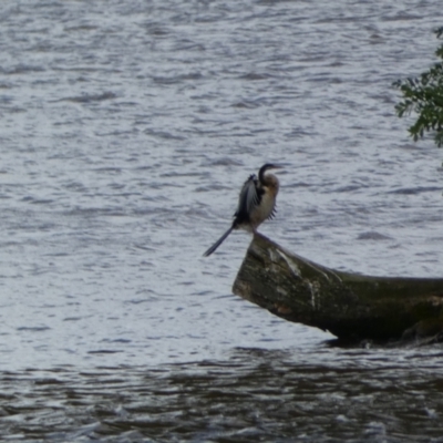 Anhinga novaehollandiae (Australasian Darter) at Lake Burley Griffin Central/East - 19 Jan 2022 by SteveBorkowskis