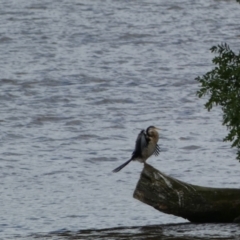 Anhinga novaehollandiae at Parkes, ACT - 19 Jan 2022