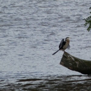 Anhinga novaehollandiae at Parkes, ACT - 19 Jan 2022