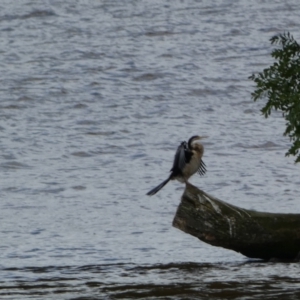 Anhinga novaehollandiae at Parkes, ACT - 19 Jan 2022