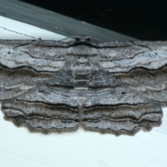 Euphronarcha luxaria (Striated Bark Moth) at Ainslie, ACT - 17 Jan 2022 by jb2602