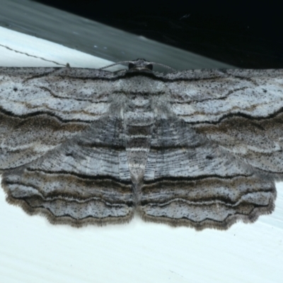 Euphronarcha luxaria (Striated Bark Moth) at Ainslie, ACT - 17 Jan 2022 by jb2602