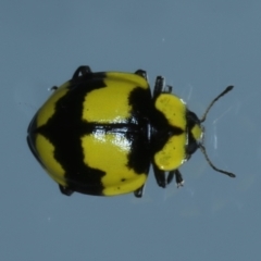 Illeis galbula (Fungus-eating Ladybird) at Ainslie, ACT - 16 Jan 2022 by jbromilow50