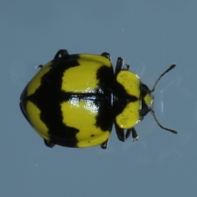 Illeis galbula (Fungus-eating Ladybird) at Ainslie, ACT - 16 Jan 2022 by jbromilow50