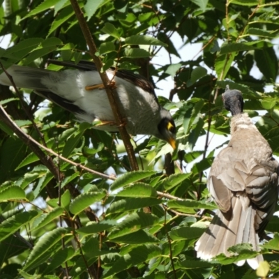 Manorina melanocephala (Noisy Miner) at Mount Ainslie to Black Mountain - 19 Jan 2022 by Steve_Bok