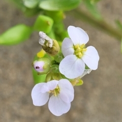 Cakile maritima (Sea Rocket) at Berry, NSW - 19 Jan 2022 by tpreston