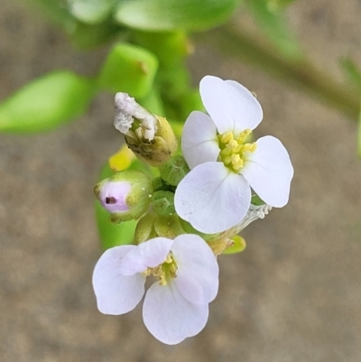 Cakile maritima (Sea Rocket) at Berry, NSW - 19 Jan 2022 by trevorpreston