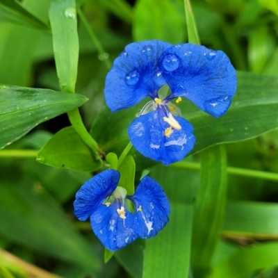 Commelina cyanea (Scurvy Weed) at Berry, NSW - 19 Jan 2022 by tpreston