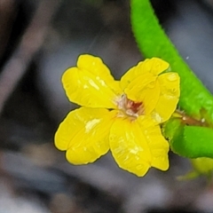 Goodenia heterophylla subsp. montana (Variable Goodenia) at Bundanoon, NSW - 19 Jan 2022 by trevorpreston