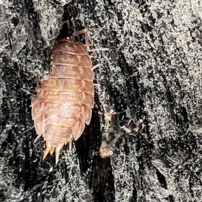 Porcellio scaber (Common slater) at Bundanoon, NSW - 19 Jan 2022 by tpreston