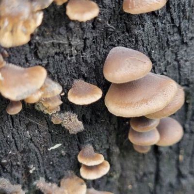 Unidentified Cap, gills below, no stem & usually on wood [stemless mushrooms & the like] at Bundanoon, NSW - 19 Jan 2022 by tpreston