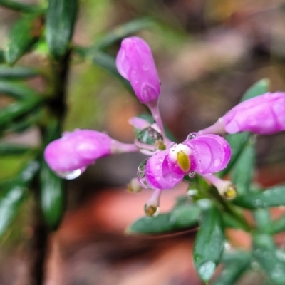 Comesperma ericinum (Heath Milkwort) at Bundanoon, NSW - 19 Jan 2022 by tpreston