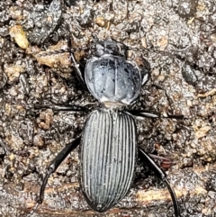 Cardiothorax australis at Bundanoon, NSW - 19 Jan 2022 by trevorpreston