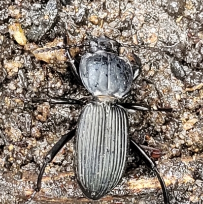 Cardiothorax australis at Bundanoon, NSW - 19 Jan 2022 by trevorpreston