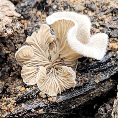 Unidentified Cap, gills below, no stem & usually on wood [stemless mushrooms & the like] at Bundanoon, NSW - 19 Jan 2022 by tpreston