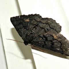 Melanodes anthracitaria (Black Geometrid) at Crooked Corner, NSW - 3 Jan 2022 by Milly