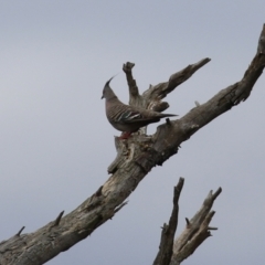 Ocyphaps lophotes at Fyshwick, ACT - 19 Jan 2022 11:33 AM