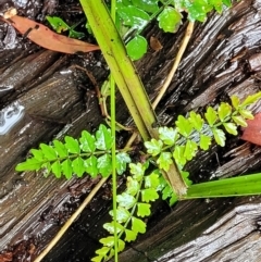 Pandorea pandorana (Wonga Wonga Vine) at Bundanoon, NSW - 19 Jan 2022 by tpreston