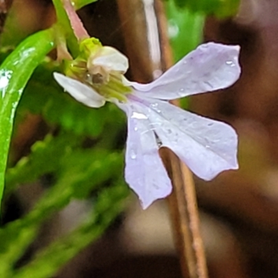 Lobelia anceps (Angled Lobelia) at Bundanoon, NSW - 19 Jan 2022 by tpreston