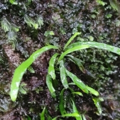 Notogrammitis billardierei (Finger Fern) at Bundanoon, NSW - 19 Jan 2022 by tpreston