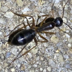 Camponotus sp. (genus) (A sugar ant) at Jerrabomberra, NSW - 19 Jan 2022 by SteveBorkowskis