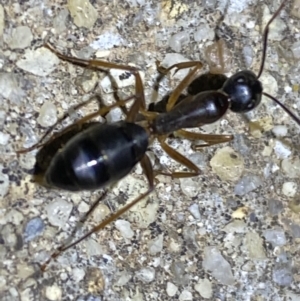 Camponotus claripes at Jerrabomberra, NSW - suppressed