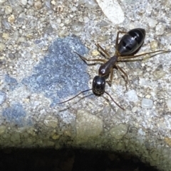 Camponotus claripes at Jerrabomberra, NSW - suppressed