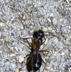 Camponotus claripes at Jerrabomberra, NSW - suppressed