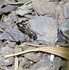 Camponotus claripes at Jerrabomberra, NSW - suppressed