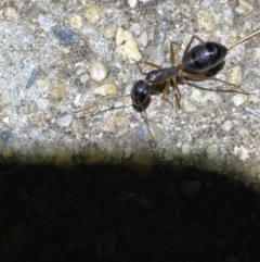 Camponotus claripes at Jerrabomberra, NSW - suppressed