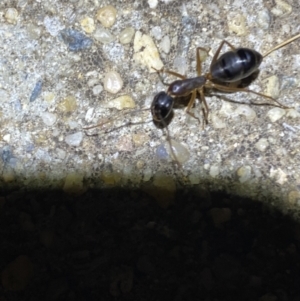 Camponotus claripes at Jerrabomberra, NSW - suppressed