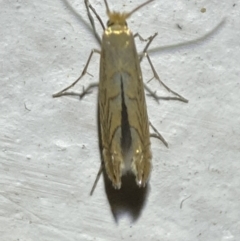 Phyllonorycter messaniella (Zeller's Midget, Gracillariidae) at Jerrabomberra, NSW - 19 Jan 2022 by SteveBorkowskis