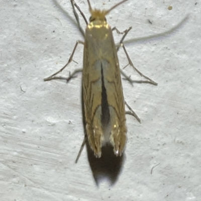 Phyllonorycter messaniella (Zeller's Midget, Gracillariidae) at Jerrabomberra, NSW - 19 Jan 2022 by SteveBorkowskis