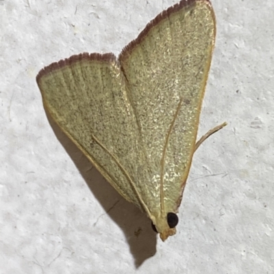 Ocrasa albidalis (A Pyralid moth) at Jerrabomberra, NSW - 20 Jan 2022 by SteveBorkowskis