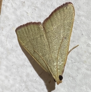 Ocrasa albidalis at Jerrabomberra, NSW - 20 Jan 2022