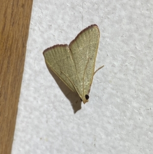 Ocrasa albidalis at Jerrabomberra, NSW - 20 Jan 2022