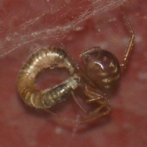 Theridiidae (family) at Jerrabomberra, NSW - suppressed