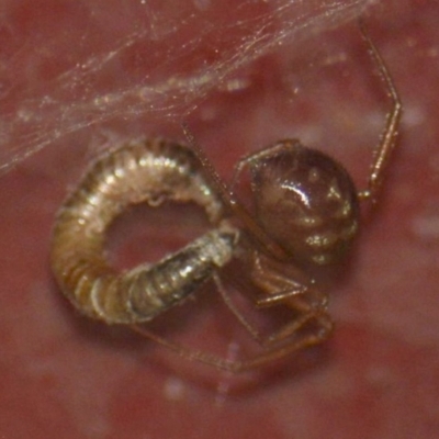 Theridiidae (family) (Comb-footed spider) at Jerrabomberra, NSW - 19 Jan 2022 by Tmac