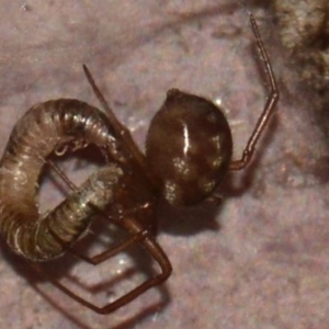 Theridiidae (family) at Jerrabomberra, NSW - suppressed