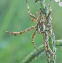Backobourkia (genus) (An orb weaver) at Jerrabomberra, NSW - 16 Jan 2022 by Tmac