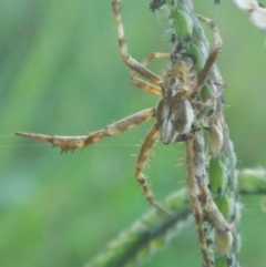 Backobourkia sp. (genus) (An orb weaver) at Mount Jerrabomberra - 16 Jan 2022 by TmacPictures